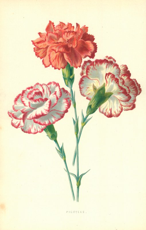 Picotees autorstwa Frederick Edward Hulme