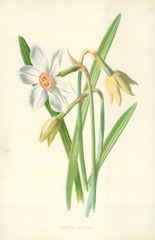 Żonkil poety autorstwa Frederick Edward Hulme