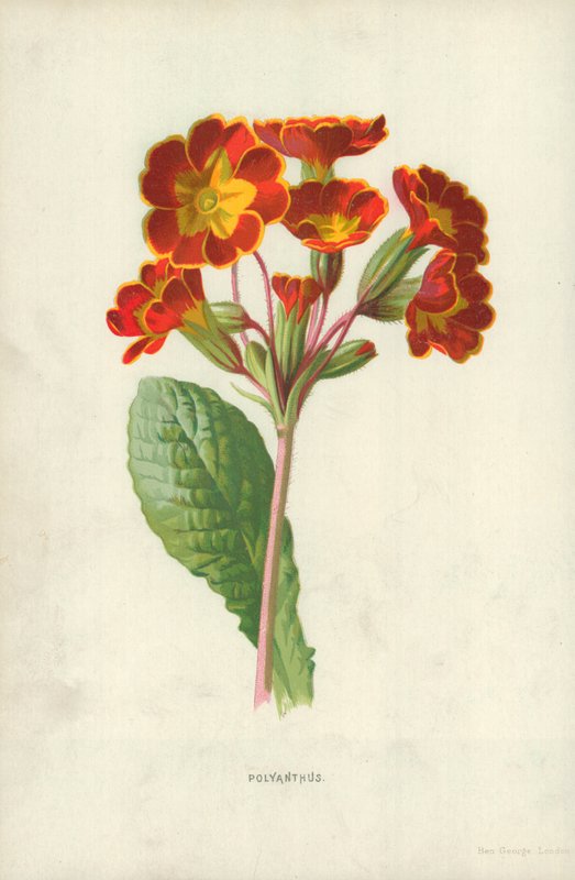 Polyanthus autorstwa Frederick Edward Hulme