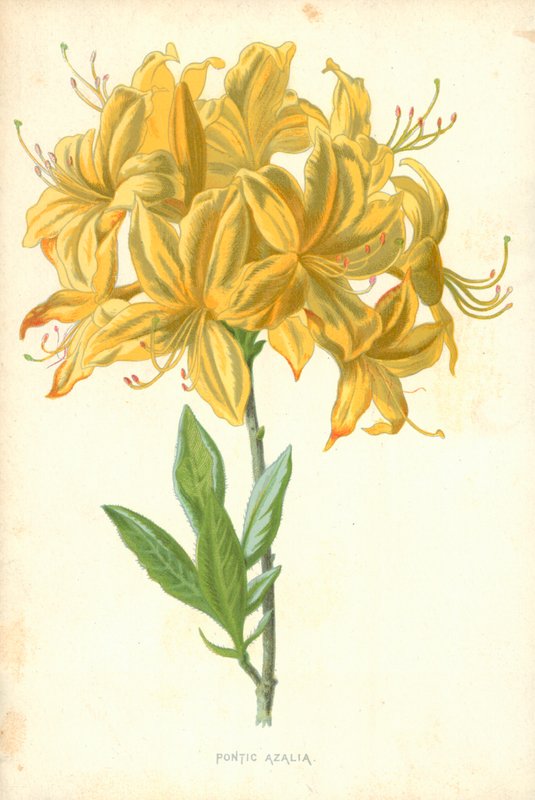 Pontyjski Azalia autorstwa Frederick Edward Hulme