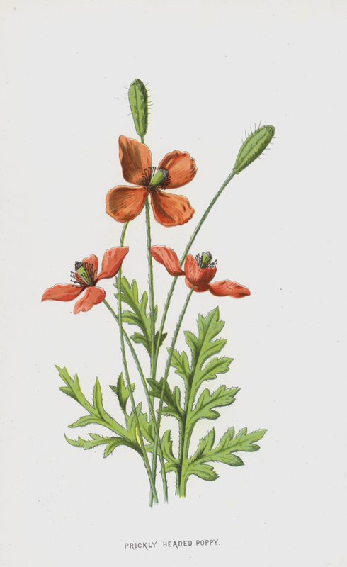 Mak kłujący (chromolitho) autorstwa Frederick Edward Hulme