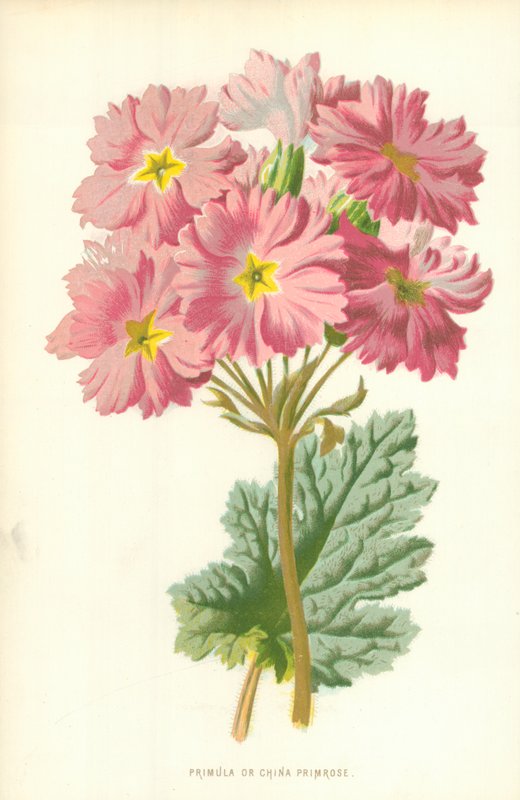 Pierwiosnek lub pierwiosnek chiński autorstwa Frederick Edward Hulme