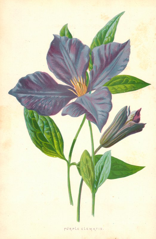 Powojnik fioletowy autorstwa Frederick Edward Hulme
