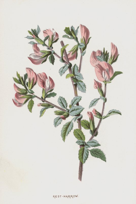 Rest-brona (chromolitho) autorstwa Frederick Edward Hulme