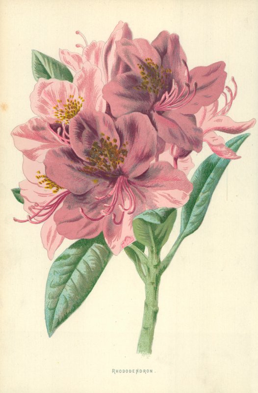 Rododendron autorstwa Frederick Edward Hulme