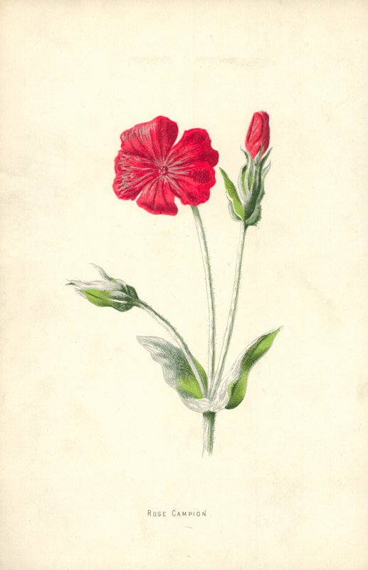 Różany Campion autorstwa Frederick Edward Hulme