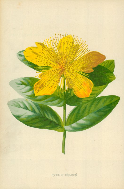 Róża Sharon autorstwa Frederick Edward Hulme