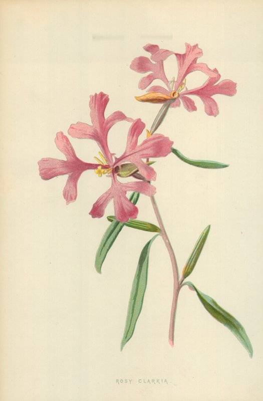 روزي کلارکیاپولي autorstwa Frederick Edward Hulme