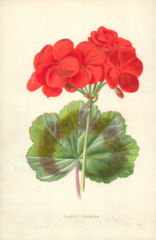 Pelargonia Szkarłatna autorstwa Frederick Edward Hulme