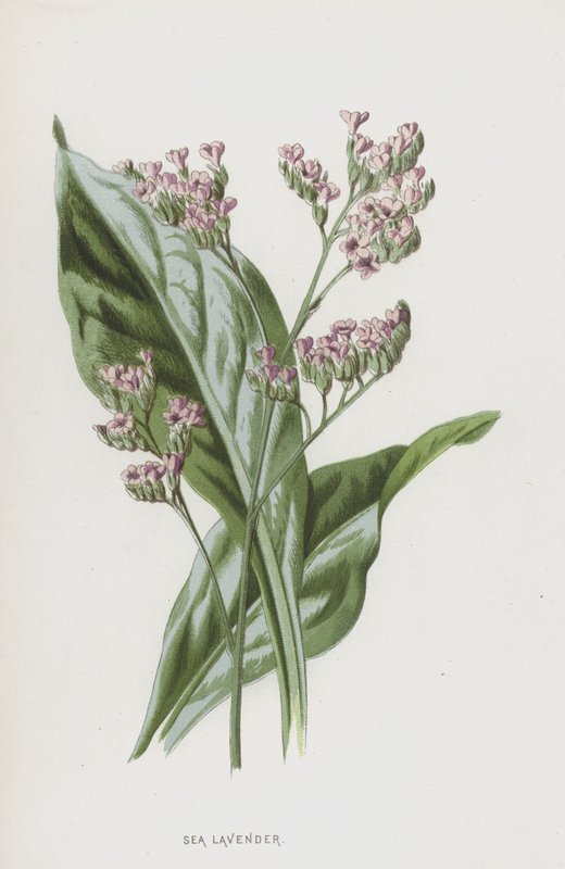 Lawenda Morska (chromolitho) autorstwa Frederick Edward Hulme