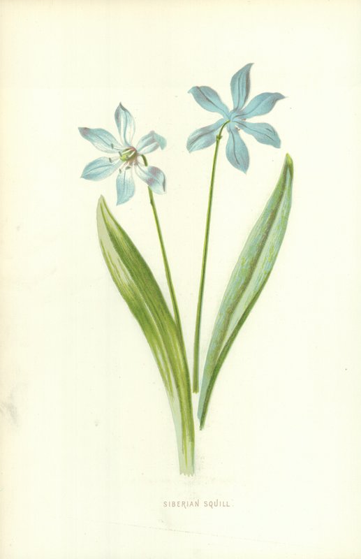 syberyjska cebulica autorstwa Frederick Edward Hulme