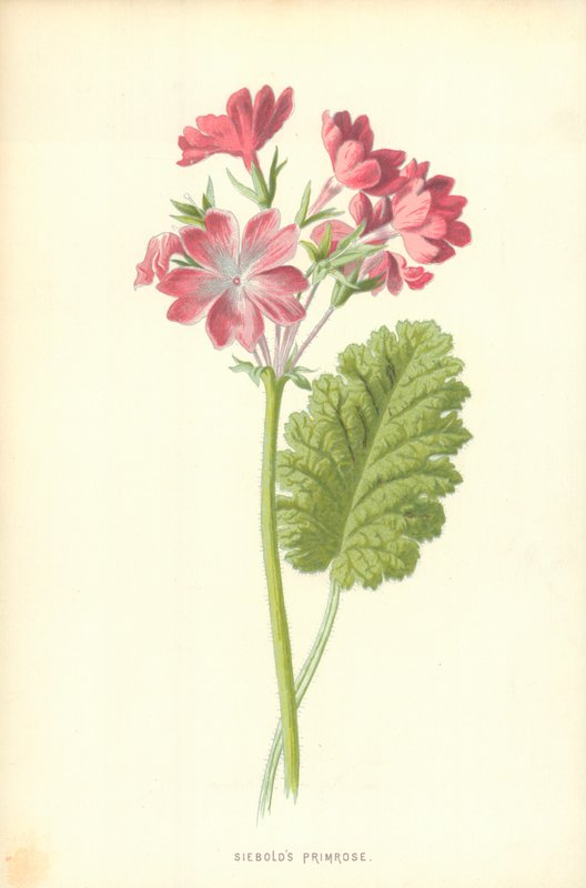 Pierwiosnek Siebolda autorstwa Frederick Edward Hulme