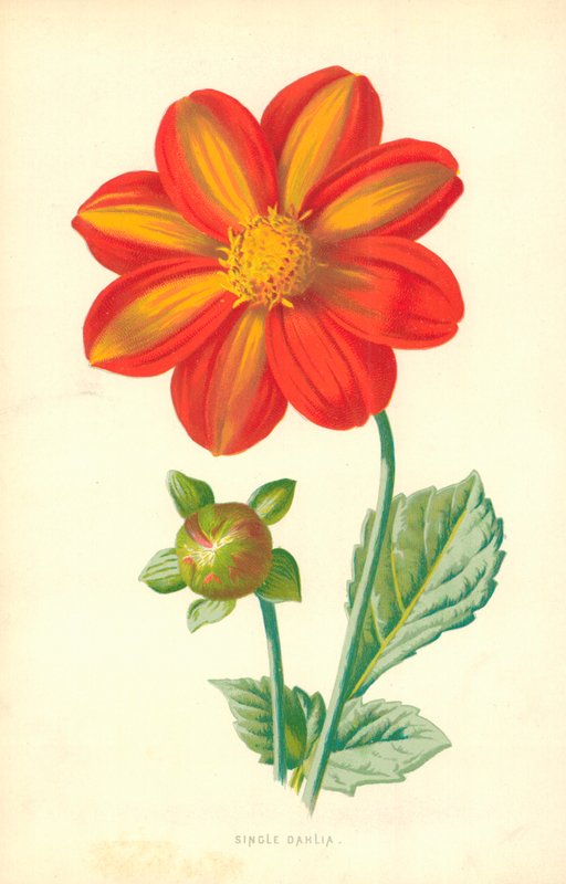 Pojedyncza dalia autorstwa Frederick Edward Hulme