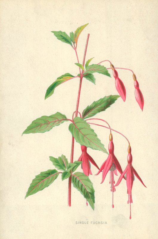 Pojedyncza fuksja autorstwa Frederick Edward Hulme