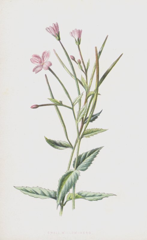 Mała Wierzba Ziele (chromolitho) autorstwa Frederick Edward Hulme