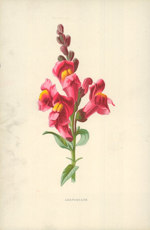 Wyżlin autorstwa Frederick Edward Hulme