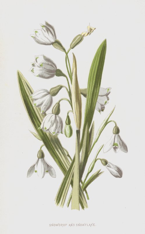 Przebiśnieg i płatek śniegu (chromolitho) autorstwa Frederick Edward Hulme