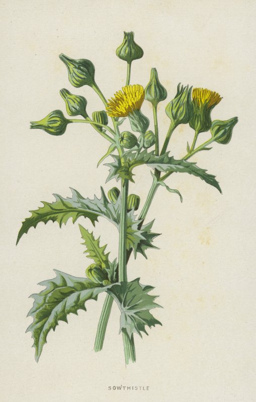 Ostrze (chromolitho) autorstwa Frederick Edward Hulme