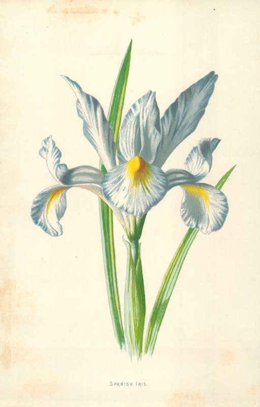 Irys hiszpański autorstwa Frederick Edward Hulme