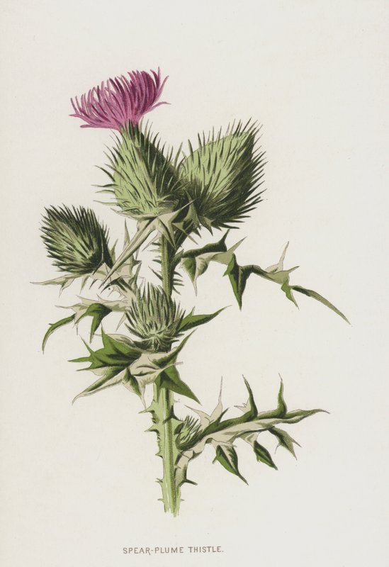 Włócznia-Plume Thistle (chromolitho) autorstwa Frederick Edward Hulme