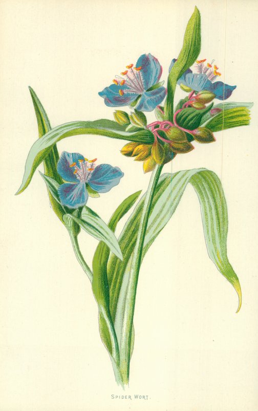 Spiderwort autorstwa Frederick Edward Hulme