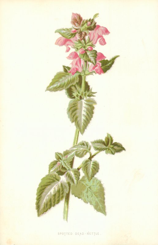 Martwa Pokrzywa Cętkowana autorstwa Frederick Edward Hulme