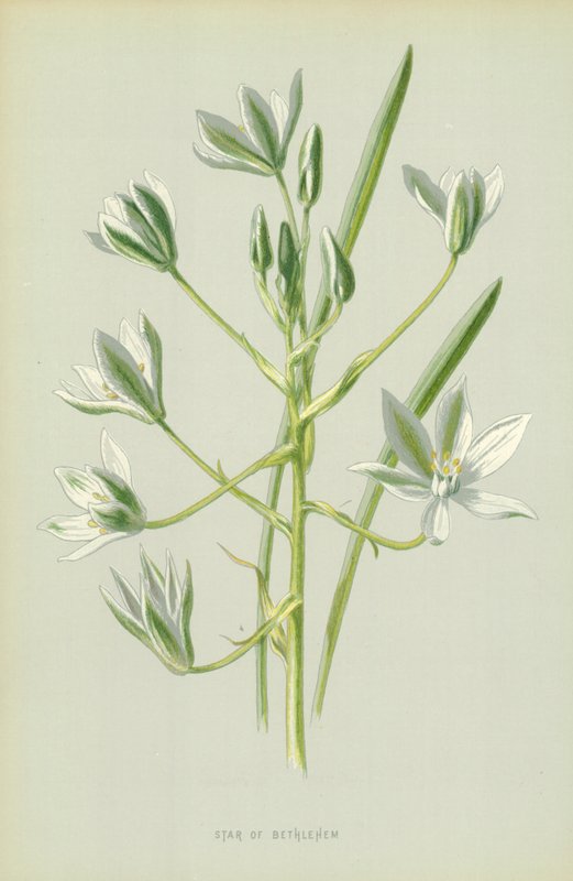 Gwiazda Betlejemska autorstwa Frederick Edward Hulme