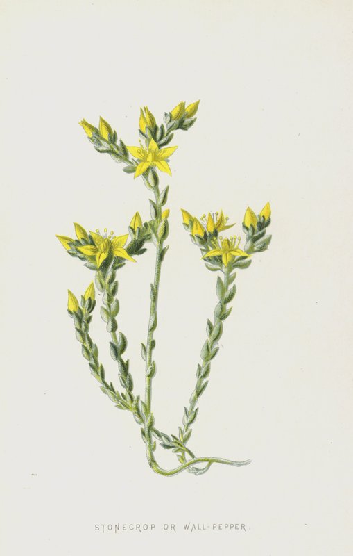 Stonecrop lub Wall-Pepper (chromolitho) autorstwa Frederick Edward Hulme