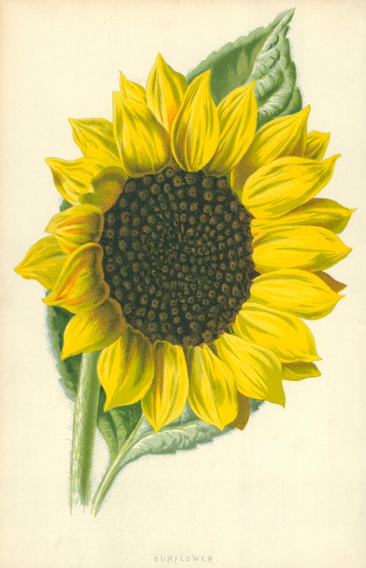 Słonecznik autorstwa Frederick Edward Hulme