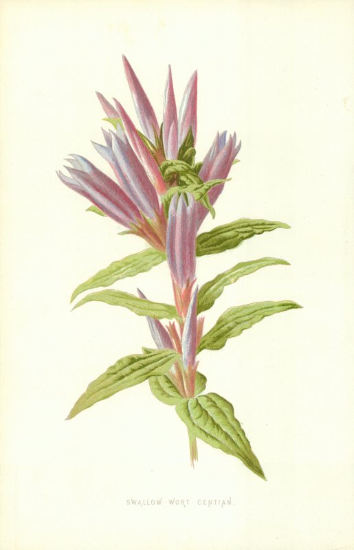 Jaskółcze ziele Goryczka autorstwa Frederick Edward Hulme