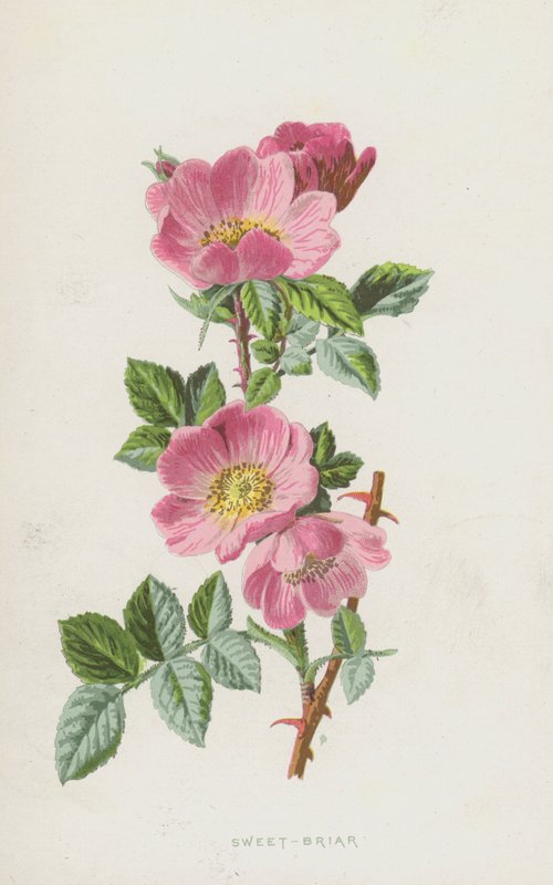 Słodki Wrzosiec (chromolitho) autorstwa Frederick Edward Hulme