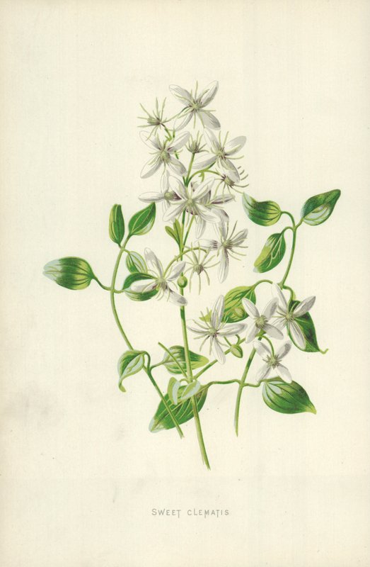 Powojnik słodki autorstwa Frederick Edward Hulme