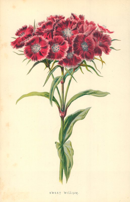 Słodki William autorstwa Frederick Edward Hulme