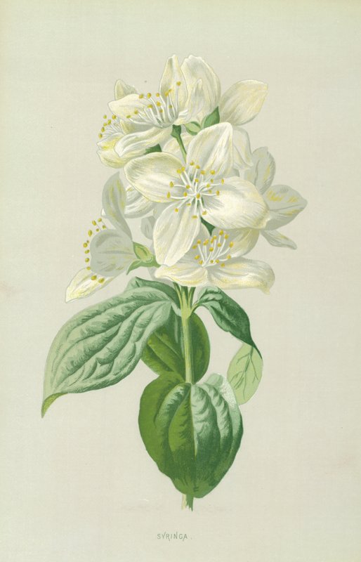 Syringa autorstwa Frederick Edward Hulme