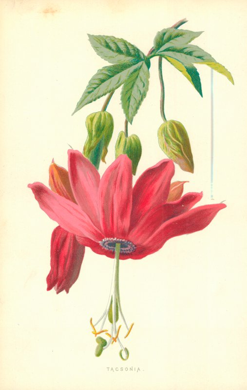 Taksonomia autorstwa Frederick Edward Hulme