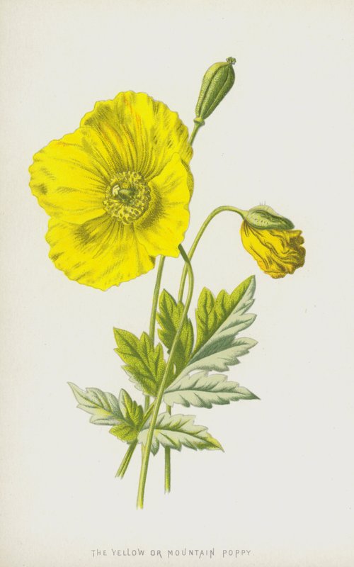 Mak żółty lub górski (chromolitho) autorstwa Frederick Edward Hulme