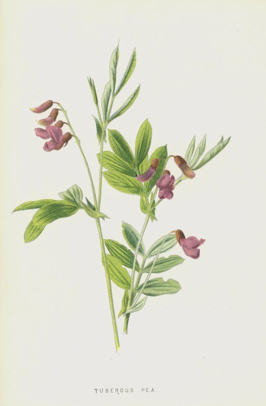 Groch Bulwiasty (chromolitho) autorstwa Frederick Edward Hulme