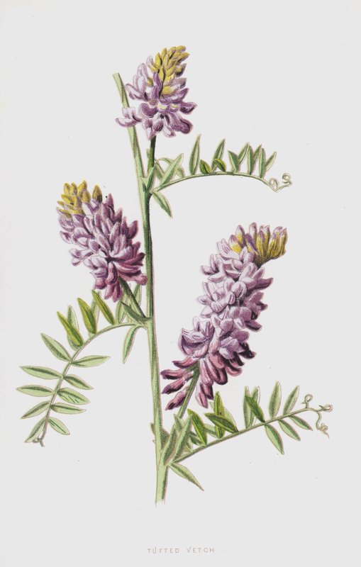 Wyka czubata (chromolitho) autorstwa Frederick Edward Hulme