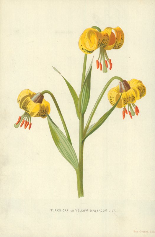 Czapka turecka lub żółta lilia złotogłów autorstwa Frederick Edward Hulme