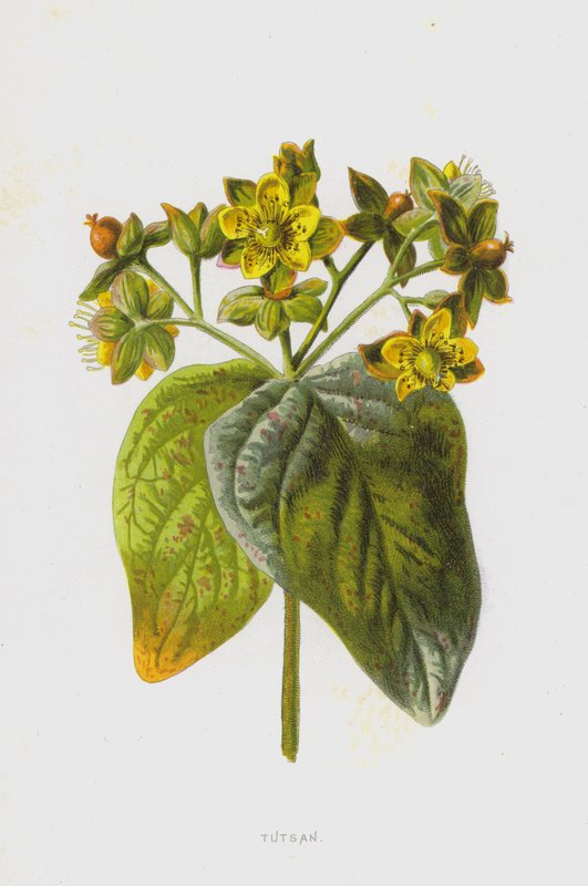 Tutsanie (chromolitho) autorstwa Frederick Edward Hulme