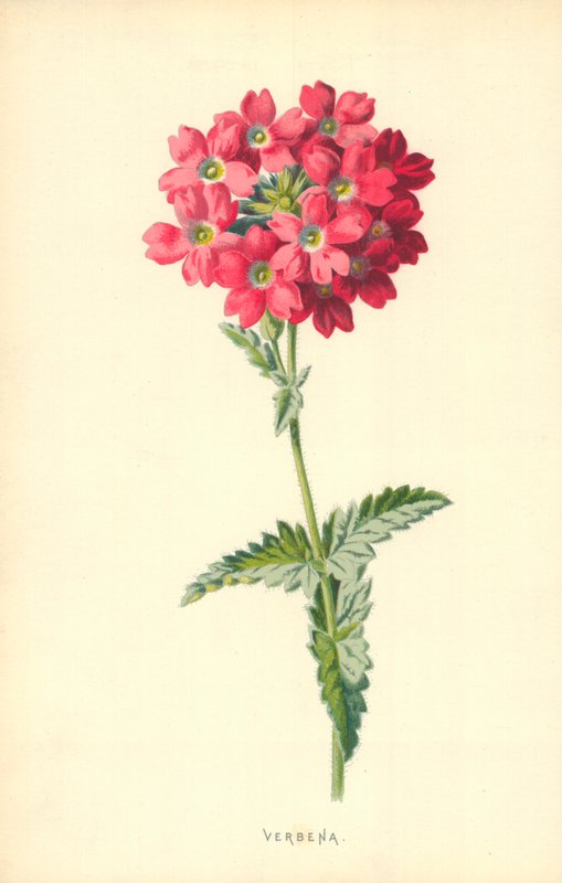 Werbena autorstwa Frederick Edward Hulme