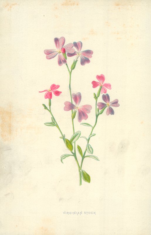 Zapasy wirginijskie autorstwa Frederick Edward Hulme