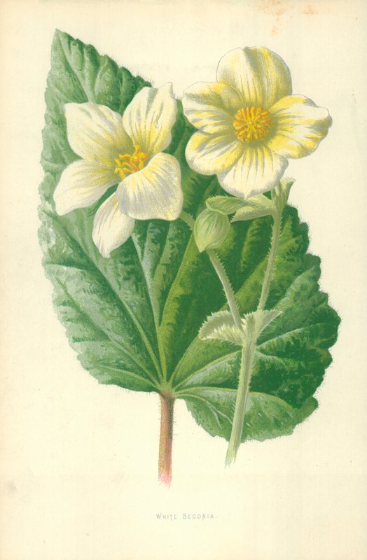 Biała Begonia autorstwa Frederick Edward Hulme