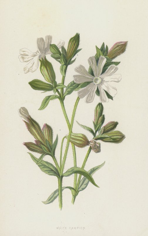 Biała Campion (chromolitho) autorstwa Frederick Edward Hulme