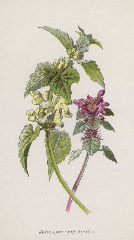 Martwe Pokrzywy Białe i Czerwone (chromolitho) autorstwa Frederick Edward Hulme