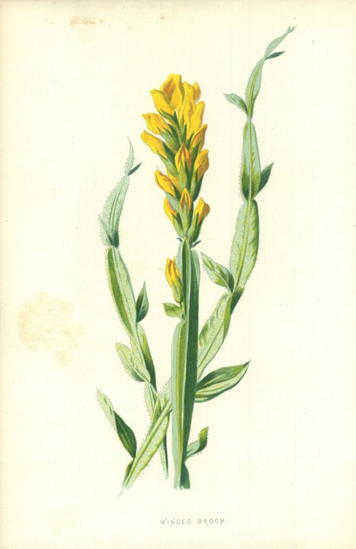 Skrzydlata Miotła autorstwa Frederick Edward Hulme