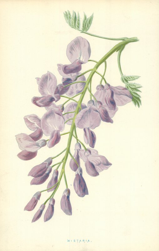 Вистариаполи autorstwa Frederick Edward Hulme