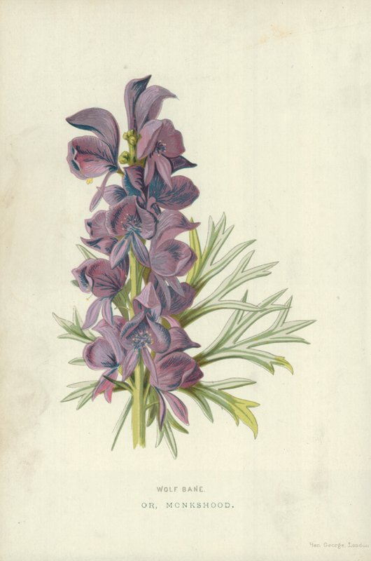 Zmora wilka. Lub, Monkshood autorstwa Frederick Edward Hulme