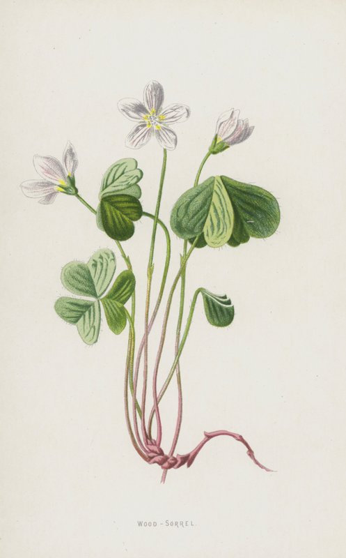 Szczaw drzewny (chromolitho) autorstwa Frederick Edward Hulme