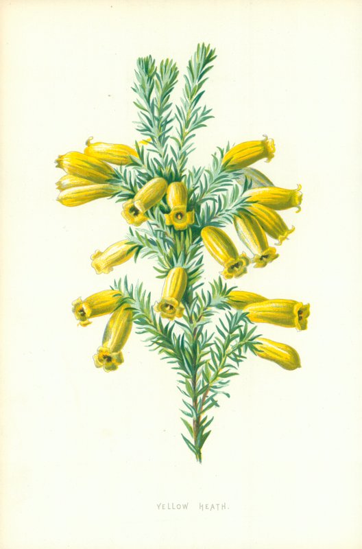 Żółty wrzos autorstwa Frederick Edward Hulme